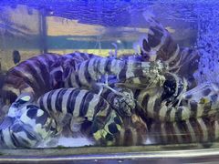 -富来美食(成发大厦店)