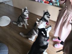 -Husky Go! 哈士奇体验馆·宠物咖啡厅狗咖