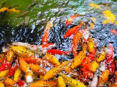 -三亚亚龙湾五号度假别墅酒店