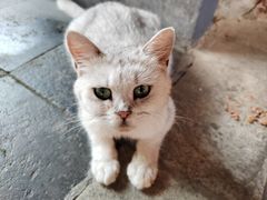 -龙华素斋(龙华路店)