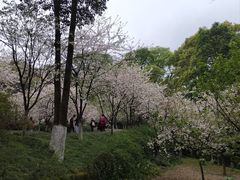 -南山植物园