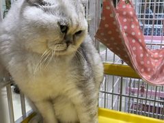 -藏猫猫咖啡主题馆(中央大道店)