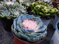 -循礼门鲜花花市(武汉循礼门店)