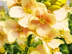 -中国天府农业博览园