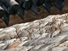 -宁波市保国寺古建筑博物馆