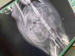 -关爱动物医院·心脏·中兽医·异宠(金牛路分院)