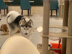 -安格丽娜·狗咖·猫咖羊驼咖(春熙路百盛商场店)