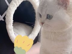 -东方名猫馆·英短金渐层布偶猫舍(环线广场1号楼店)