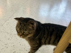 -喵园·猫主题咖啡厅·撸猫·猫咖(国贸店)