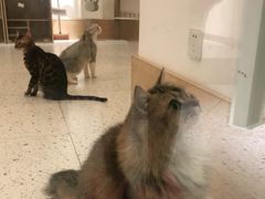 -猫域·湾主题猫咖·宠物吧(南坪城市广场店)