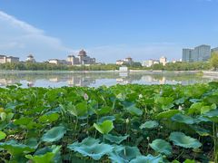 -莲花池公园