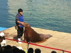 -北戴河圣蓝海洋公园