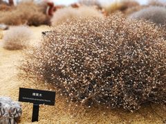 -重庆市江北嘴中央商务区中央公园