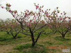 CIMG1668-苏州太湖西山岛开心农场