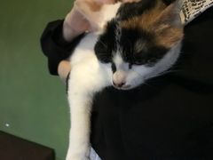 -猫猫幼稚园·撸猫·桌游·电玩