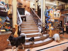 -more than meow吴止猫主题餐厅(承德 中船汇店)