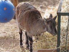 -青藏高原野生动物园