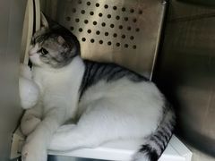 -艾贝尔宠物诊疗