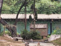 -深圳野生动物园