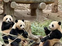 -都江堰中华大熊猫苑