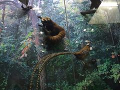 -国家自然博物馆