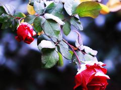 -贡湖湾湿地公园