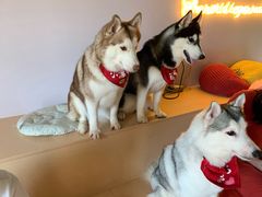 -Husky Go! 哈士奇体验馆·宠物咖啡厅狗咖