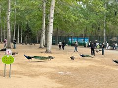 -秦皇岛野生动物园