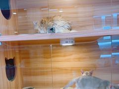 -猫十亿·布偶金渐层·曼基康矮脚猫舍(青年路店)