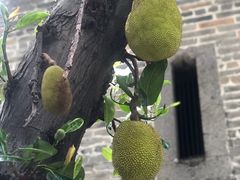 -碧江金楼