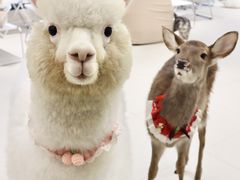 -怪兽屋·羊驼·猫咖·狗咖(俊华广场店)