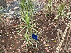 -中国科学院西双版纳热带植物园