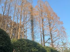 -棕榈岛&雅苑海鲜自助餐厅(虹桥迎宾馆店)
