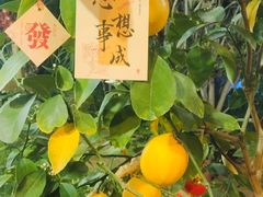 -北戴河集发农业梦想王国