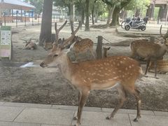 -奈良公园