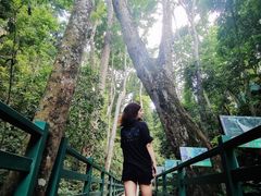 -西双版纳原始森林公园