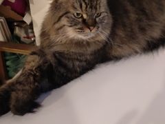 -Cappucimeow猫咪咖啡馆(韦伯时代店)