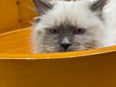 -藏猫猫咖啡主题馆(中央大道店)