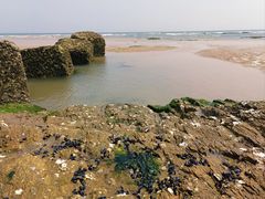 -日照海滨国家森林公园