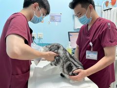 -纳吉亚猫专科动物医院博雅分院