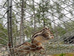 -合肥滨湖国家森林公园