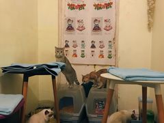 -猫色咖啡·猫咖