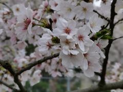-高东镇樱花园