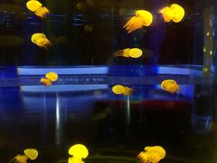 -锦艺城海洋馆