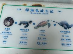 -广东惠东海龟国家级自然保护区
