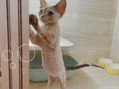 -十年猫舍·猫咪专门店(普陀店)