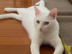 -PETKIT小佩宠物(古北店)