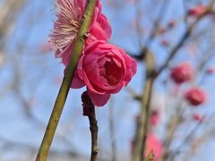 -梅花山(明孝陵内)