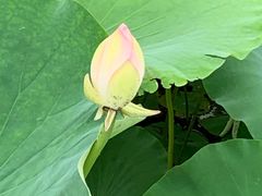 -田园东方蜜桃村的田野营地