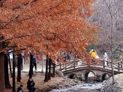 -白水寺森林公园